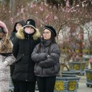 알래스카 &#34; 베트남 랑손에서 열린 복숭아꽃 축제 풍경 이미지