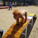 댕댕# 이미지
