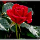 선교녹십자약국 이미지