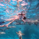 비치호텔 | 몰디브 마푸시섬 액티비티 아레나비치호텔 익스커션 후기