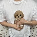 마요 펫 이미지