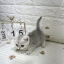 오독안심분양센터 강아지분양 고양이분양 목동점 이미지