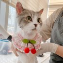 야옹아놀자 마곡점 이미지