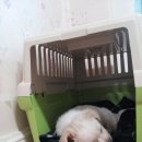 토리벼리