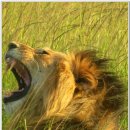 2014.3.5-19 내가꿈꾸던 아프리카 캐냐여행 동물의 왕국 마사이마라 1일차 이미지