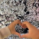 금릉초등학교 | 김천 벚꽃 명소 연화지 야경 후기｜2026 벚꽃축제 분위기 제대로 느낀 밤