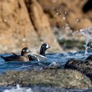 오리여행 이미지