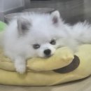 담쿠네일 | 26년 1월 일상