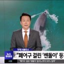 [제주MBC뉴스] 폐어구 걸린 남방큰돌고래 등지느러미 대부분 잘려 이미지