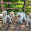 포롱도그 이미지