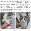 이끼이끼 이미지