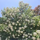 책향기교차로(1) | 경기둘레길 (변경후)연천포천13코스[백의교 앞-비둘기낭폭포]