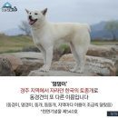댕댕이