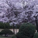 수풀내어린이공원 | 서울 어린이대공원 벚꽃 명소 개화현황 동물원 놀이공원 방문 후기