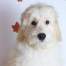 블레스펫 살롱 이미지