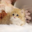 수원고양이분양 나비캣 이미지