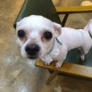 왈왈애견미용샵 이미지