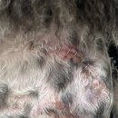 백슬동물병원 | 인천 강아지슬개골수술 백슬동물병원 내돈내산 후기