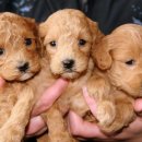 펫 중개소 이미지