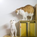 반려동물관리사 이미지