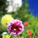 진리오이 이미지