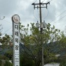 청원목장 | 청주 근교 아이와 함께 가볼만한 곳 다래목장 후기｜젖소 체험부터 핑크뮬리 가을 감성 카페