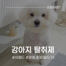 반려동물탈취제 추천, 강아지·고양이 냄새 고민 해결! 러블리메이트 펫퓨저 사용 후기