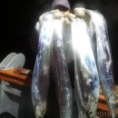 일오삼낚시 이미지