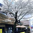 법기수원지 | 양산 법기수원지 벚꽃 개화상황 실시간 후기 25.4.3 경남 벚꽃 명소