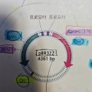 1권 16장 p.420 pBR322의 MCS 이미지