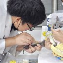 서울동물심장병원 이미지