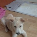 이화동물병원 이미지