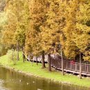 육각정 화장실 | 기장 용소웰빙공원 메타세쿼이아길, 가을빛으로 물드는 중(25.10.22)촬영