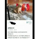 배네