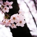 벚꽃한우