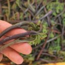 지리산명성농원 이미지