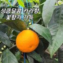 제주 현철네 카라향이예요.품절 이미지
