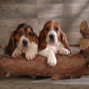 이삭애견 이미지