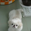 수원-0943 Daum카페