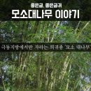 모소대나무