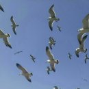 우리의땅 이미지