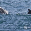돌고래아파트