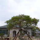 소나무정원 이미지