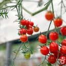 임실레드팜영농조합법인 이미지