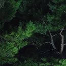 벚꽃길민박 이미지