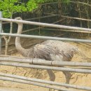 타조사육장 이미지