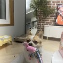 멍빨 | 멍빨 후기 feat. 반려시대 허브스파 믹스허브