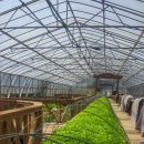 사과랑 고추랑 이미지