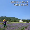 고창해양안전레져 | 2026년 6월라벤더축제 어디 갈까? 동해·고창·고성 라벤더 축제 비교