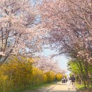 개나리아파트(15670) (옥외1) | 김포 현대 아울렛 근처 숨은 벚꽃 명소 고촌 대보천 산책로 주차